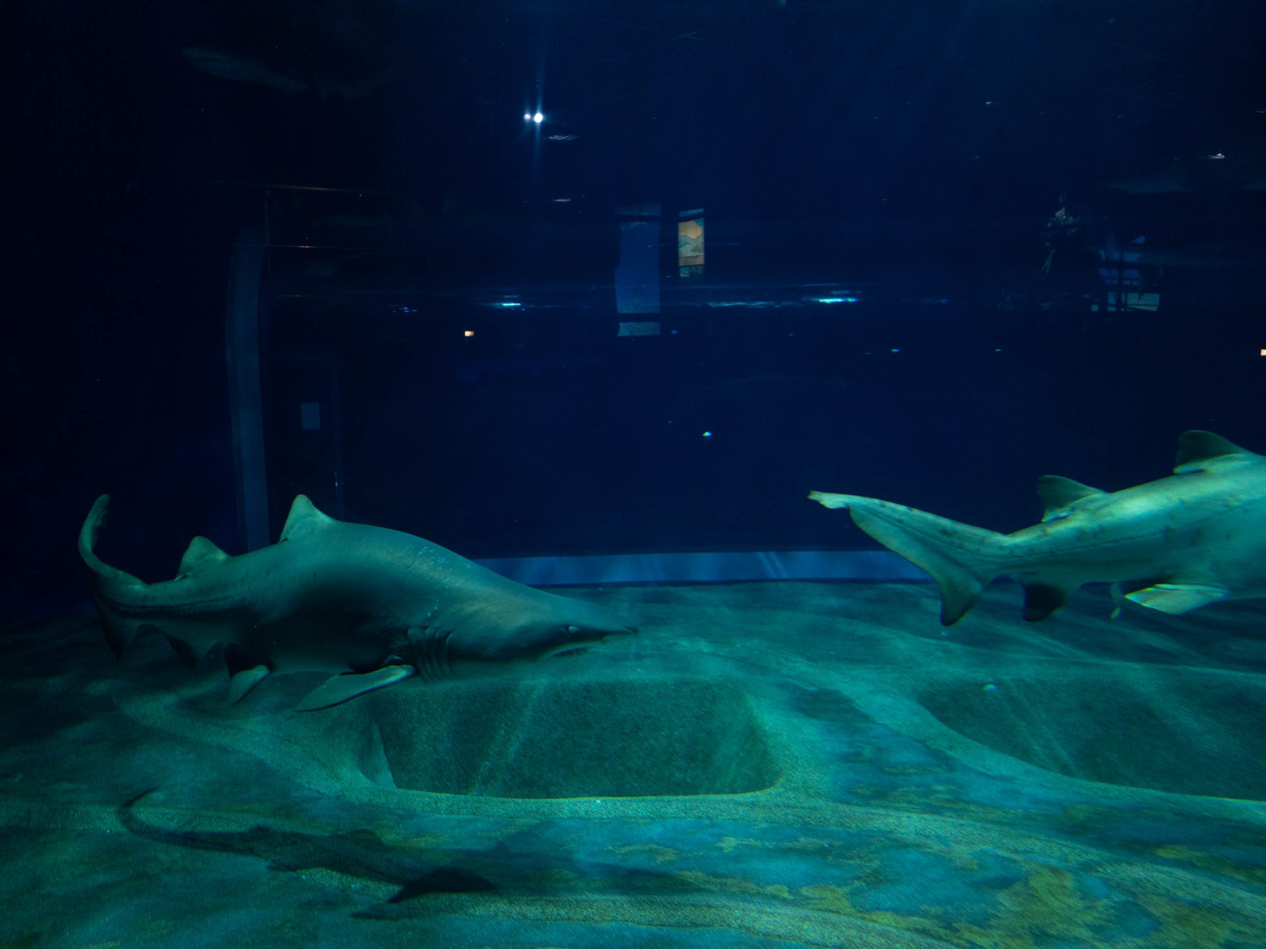 大洗水族館　サメ　250216 (1 - 1)